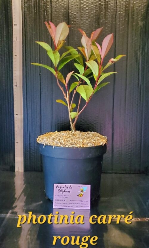Bambou Fargesia Rufa Photinia carre rouge 1 e1695381846624
