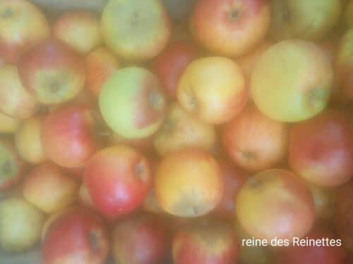 abricotier précoce de saumur Pomme Reine des Reinettes