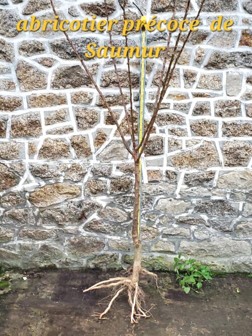 Bambou fargesia Angustissima Abricotier Precoce de Saumur scaled e1700090618991