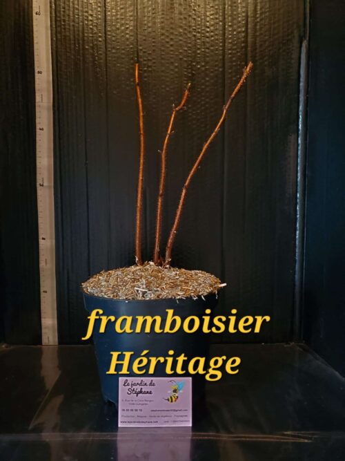 laurier palme Framboisier Heritage 1 scaled e1702143376825