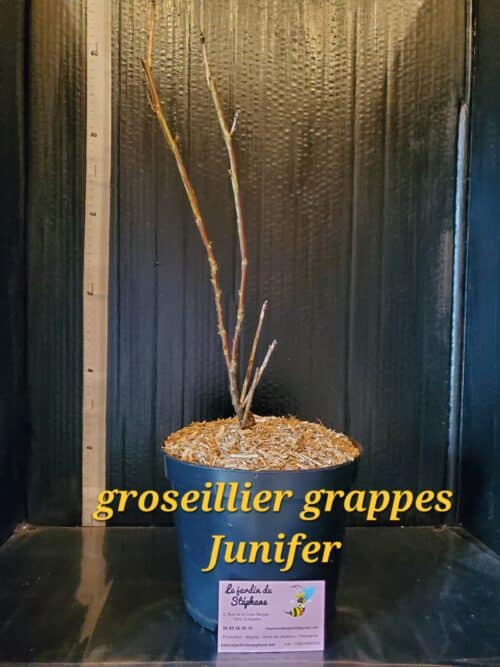Goji Groseillier a grappes rouge Junifer scaled e1701985824767