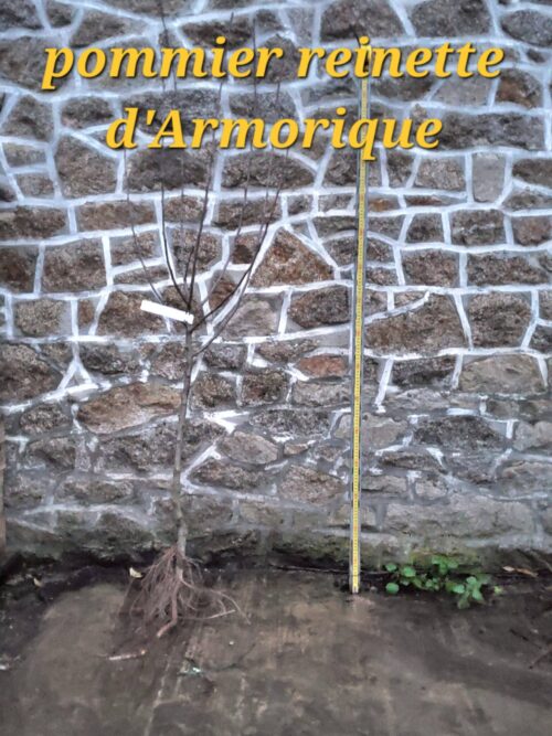 Nectarinier Nectarose Pommier Reinette dArmorique scaled e1701616250858