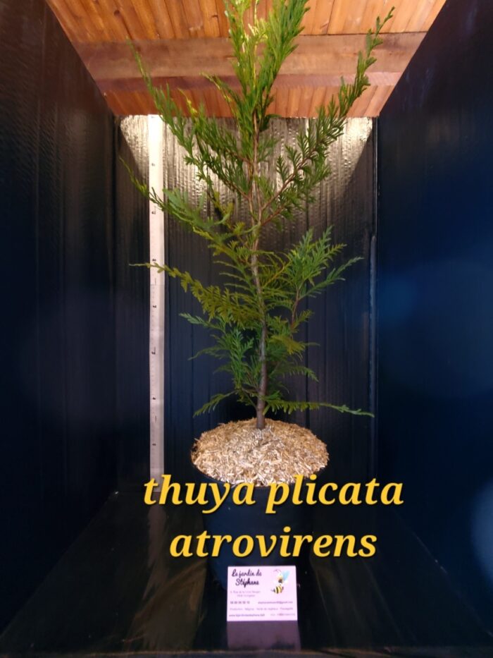 thuya plicata atrovirens Thuya plicata atrovirens 1 e1696447684886