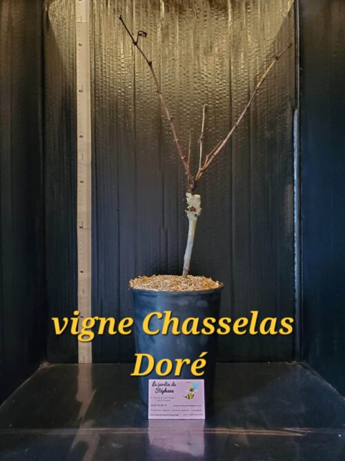 Oranger du mexique Vigne Chasselas dore scaled e1702144097283
