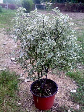 pittosporum tenuifolium variegatum pittosporum tenuifolium variegatum