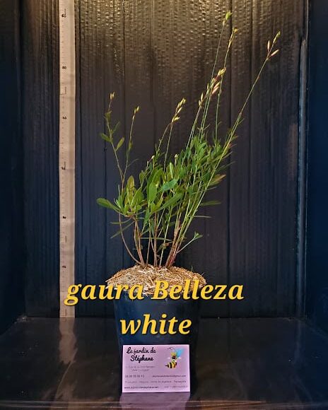 œillet de fleuriste Gaura Blleza White e1696795172205
