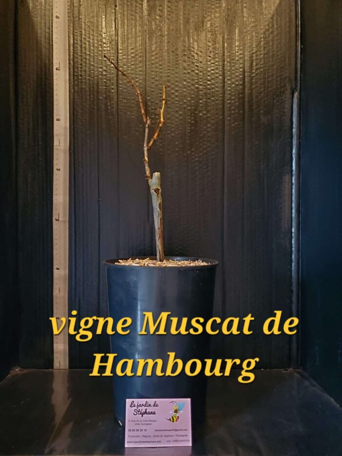 vigne Vigne Muscat de Hambourg 1 scaled e1702226615469