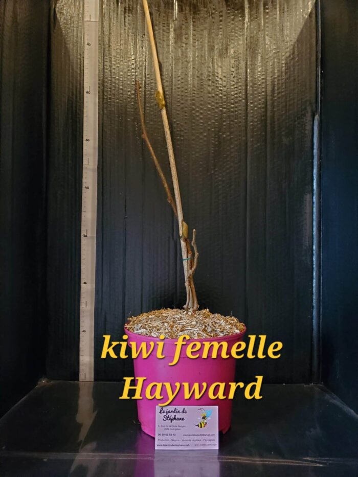 Kiwi Kiwi femelle Hayward scaled e1701984267584