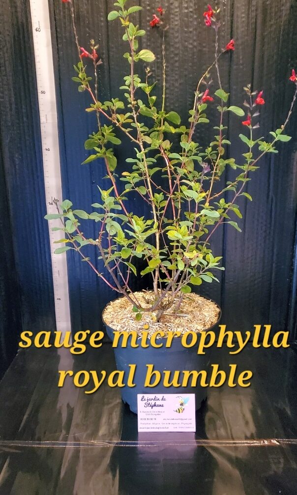 salvia microphylla royal bumble sauge microphylla royal bumble e1695382693451