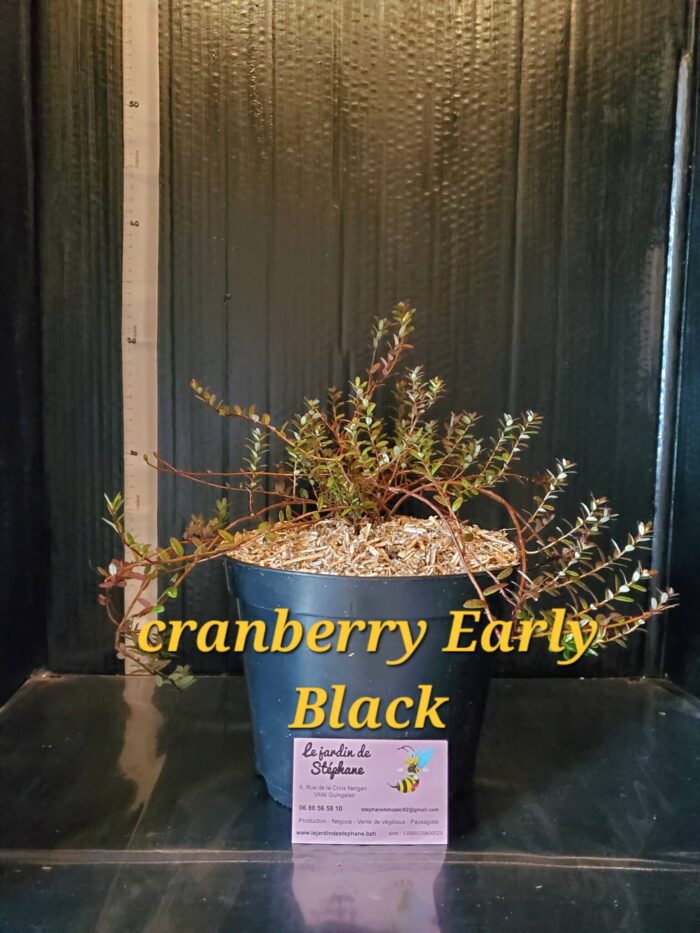 Cranberry Early Black Cranberry Early Black 1 scaled e1703108517891