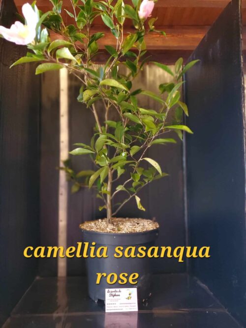 Oranger du mexique Camellia sasanqua rose scaled e1702235738801