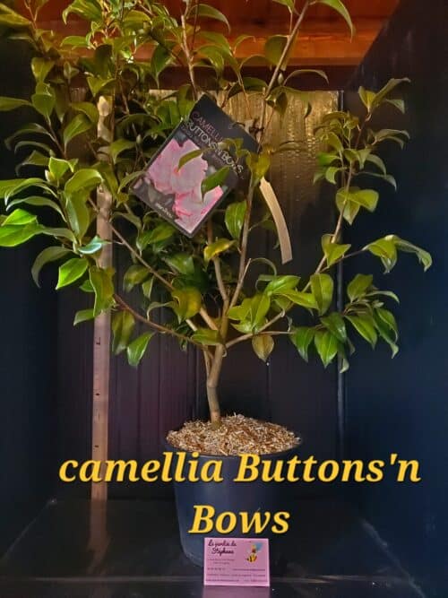 camelia Cammelli Buttonsn Bows scaled e1702332607545